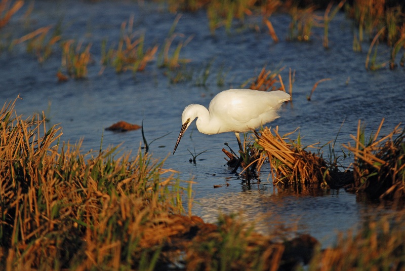 Little Egret - Catalunya