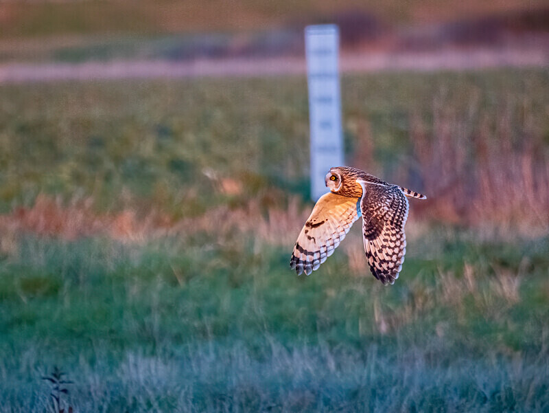 Short-eared Owl - Latest photos