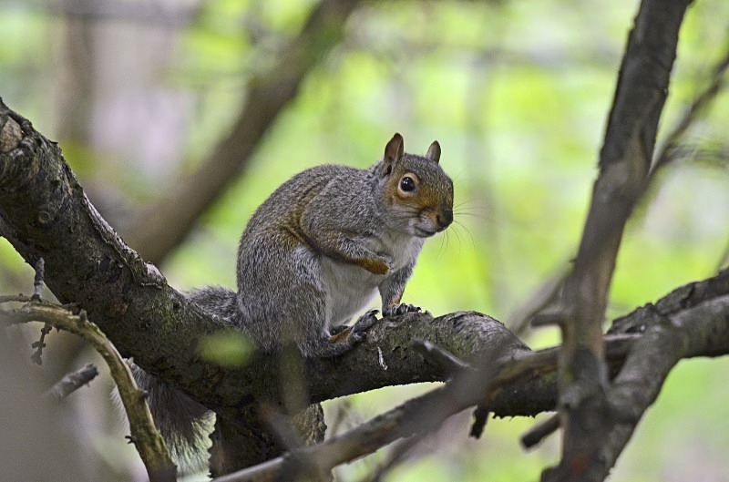 Grey Squirrel - Grey Squirrels