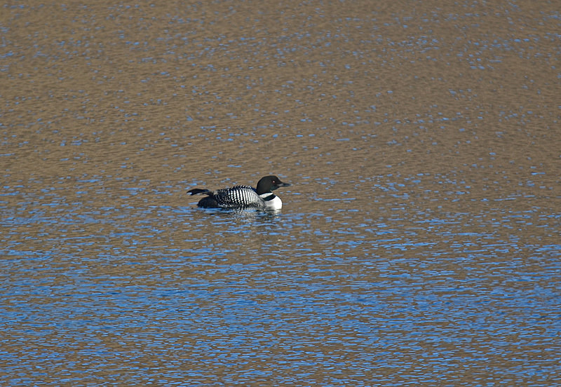 Great Northern Diver - Westfjords