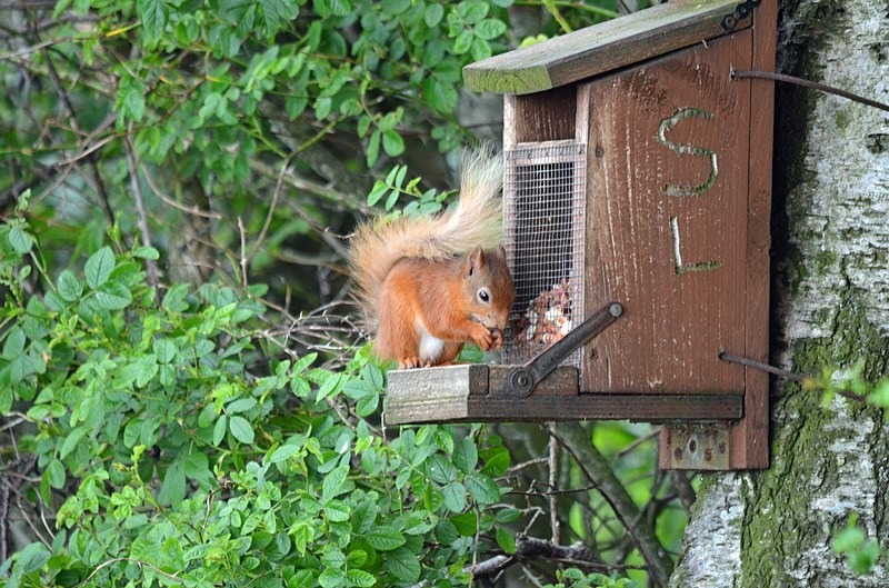 Red Squirrel - Red Squirrels
