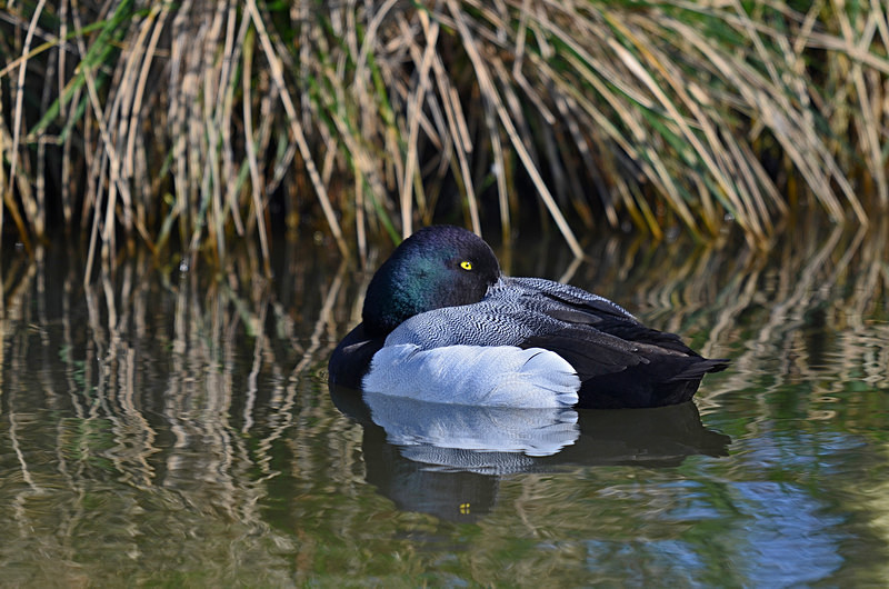 Scaup - Diving ducks