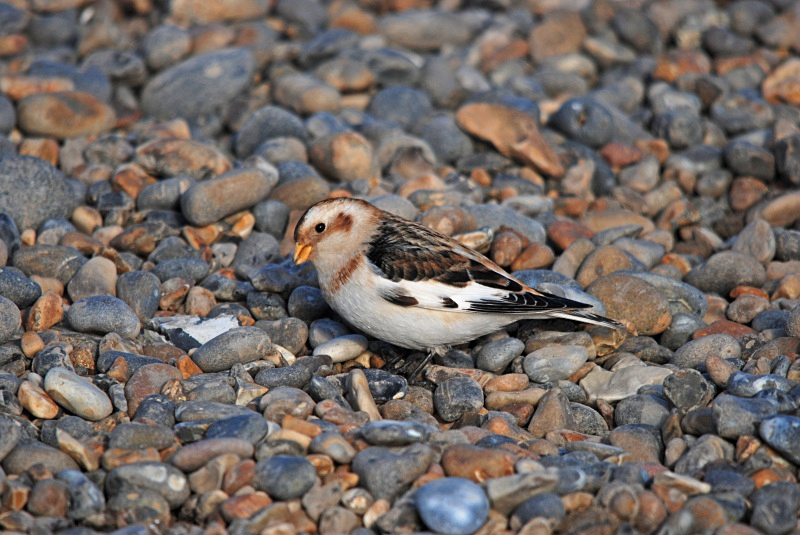 Snow Bunting - Buntings