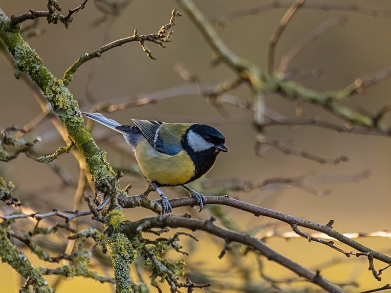 Great Tit - Tits