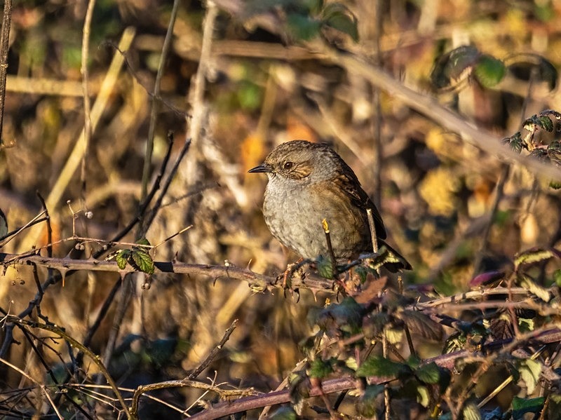 Dunnock - Dunnocks