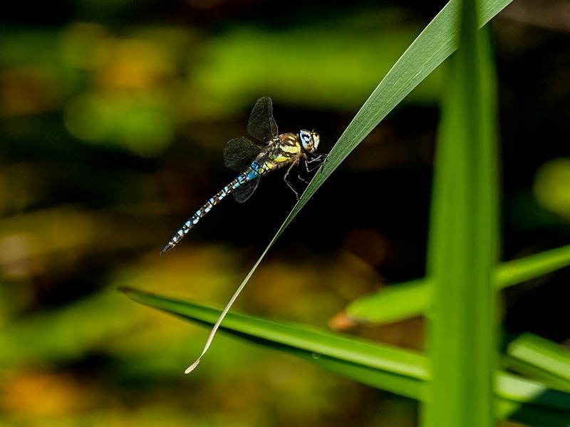 Migrant Hawker - Dragonflies and damselflies