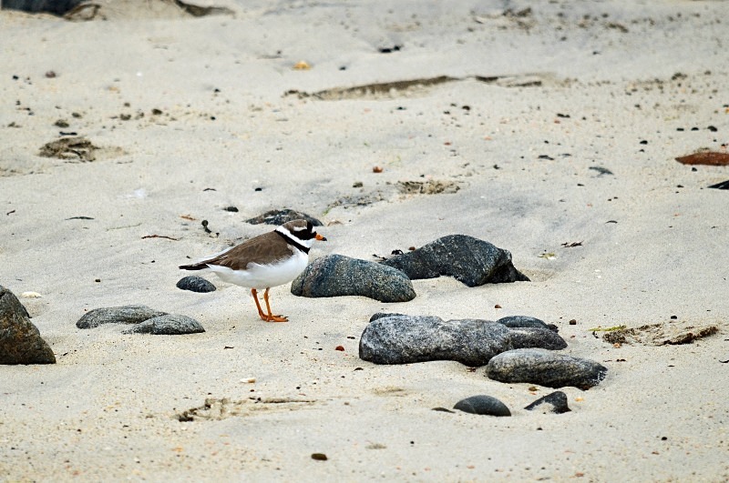 Ringed Plover - Plovers