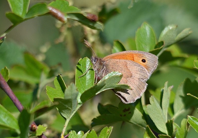 Meadow Brown - Butterflies