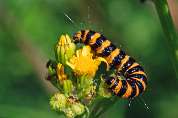 Cinnabar caterpillar - Moths