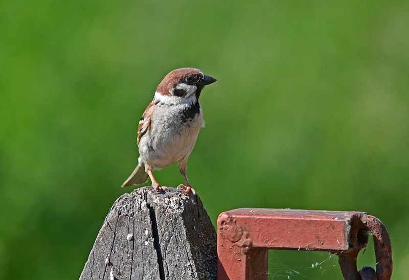 Tree Sparrow - Hungary