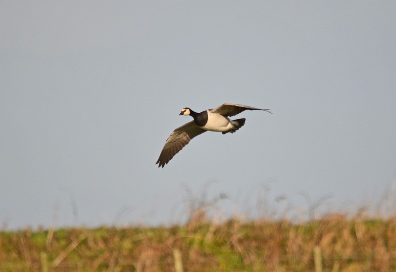Barnacle Goose - Black geese