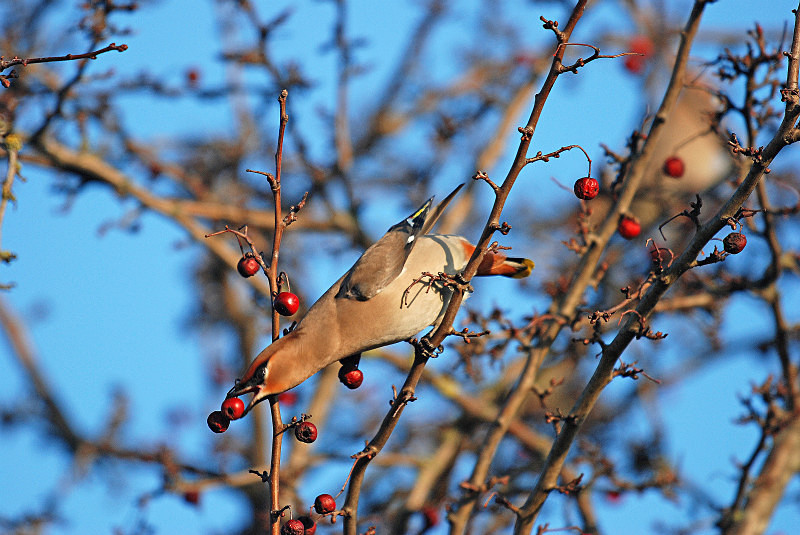 Waxwing - Waxwings