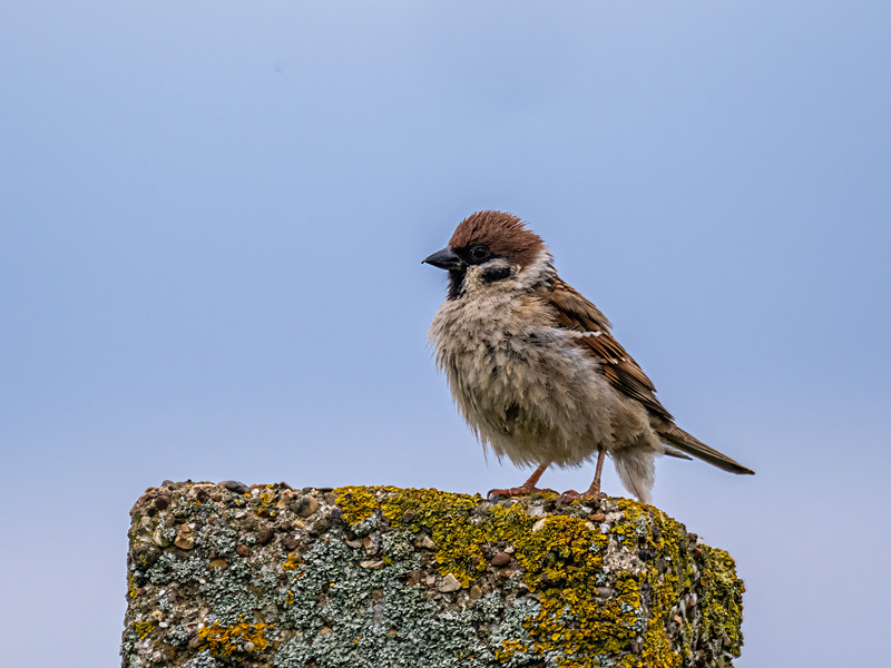 Tree Sparrow - Latest photos