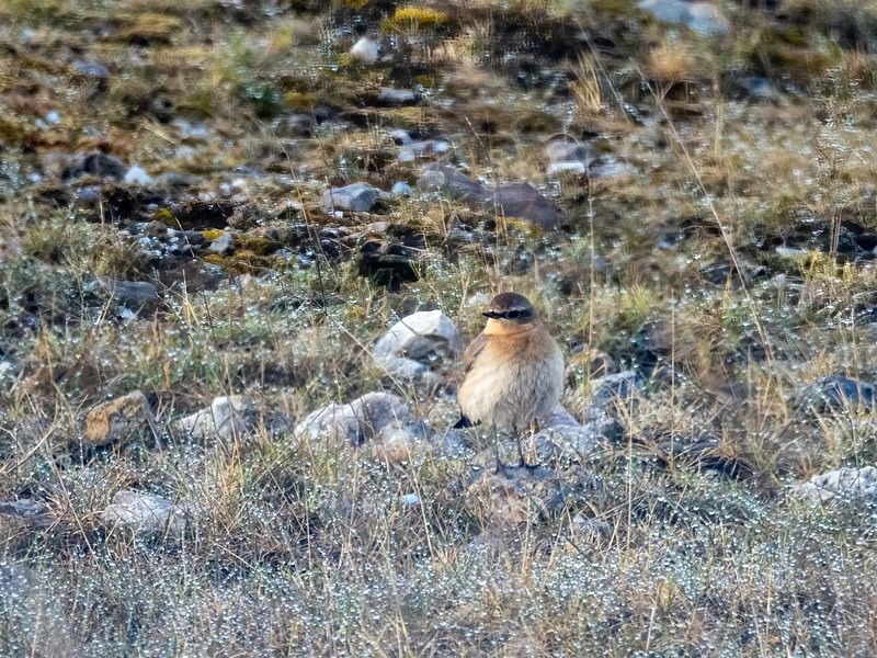 Northern Wheatear - Chats