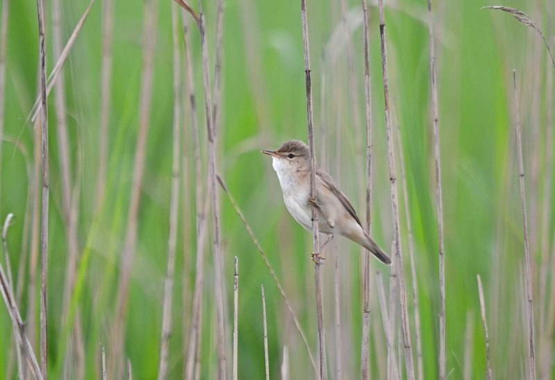 Paddyfield Warbler - Bulgaria