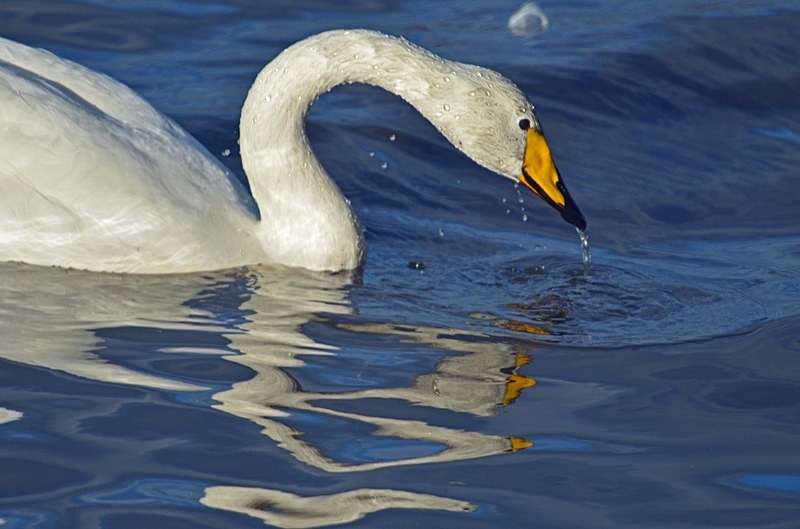 Whooper Swan - Whooper and Bewick's Swans