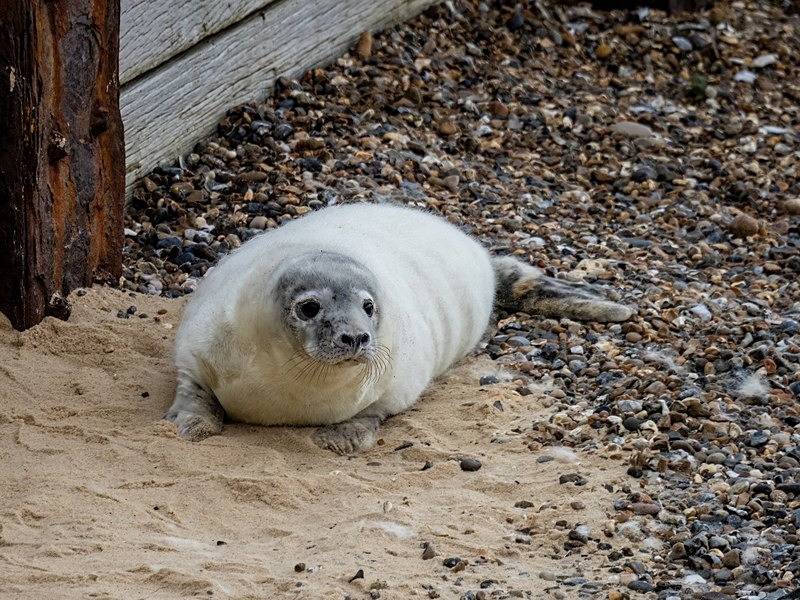 Atlantic Grey Seal - Atlantic Grey Seals