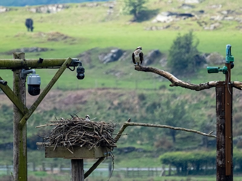 Ospreys - Birds of prey