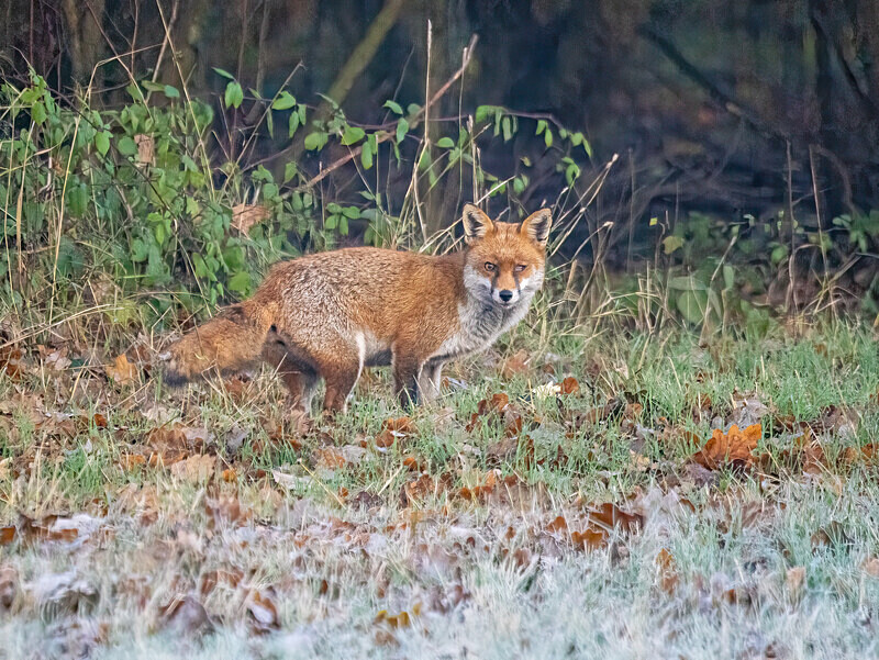Red Fox - Latest photos