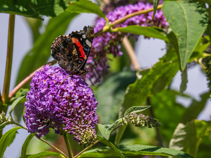 Red Admiral - Butterflies