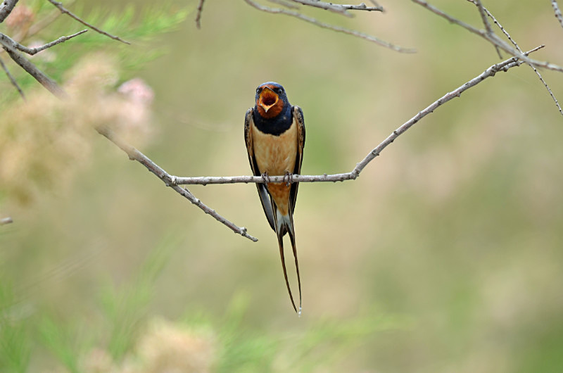 Swallow - East Macedonia and Thrace