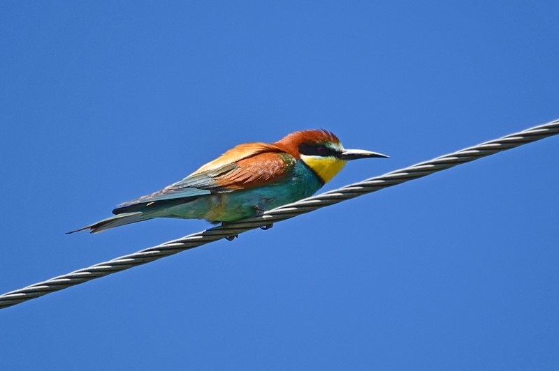 European Bee-eater - Slovakia