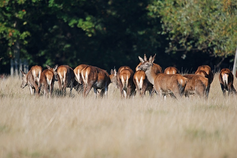 Red Deer - Red Deer