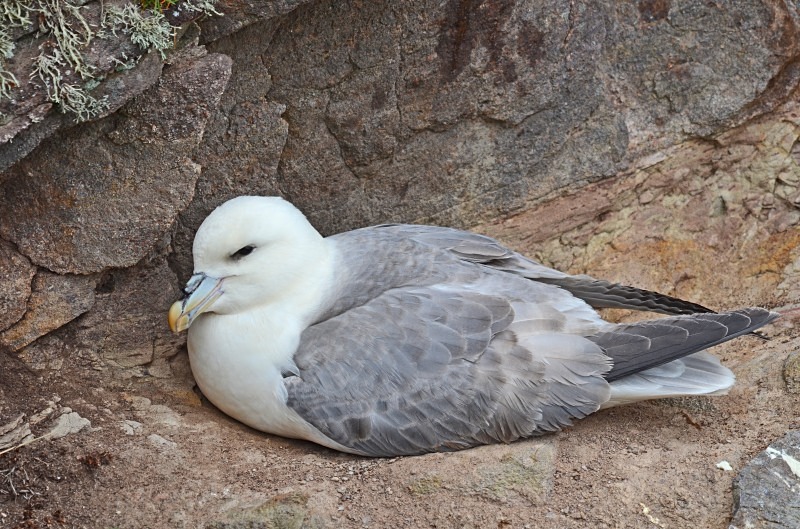 Fulmar - Fulmars
