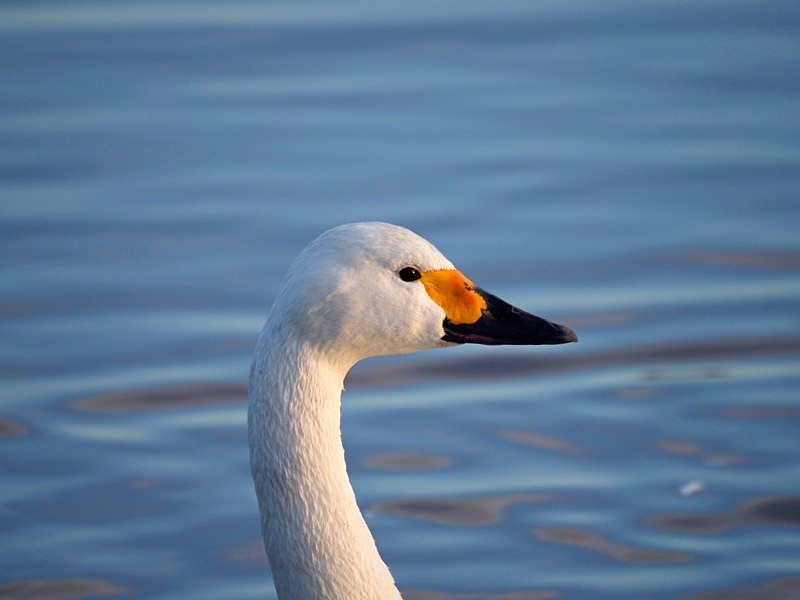 Bewick's Swan - Whooper and Bewick's Swans