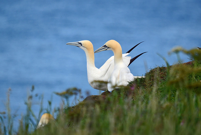 Gannets - Gannets
