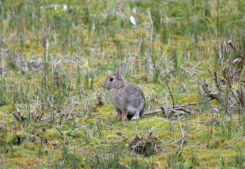 Rabbit - Other mammals