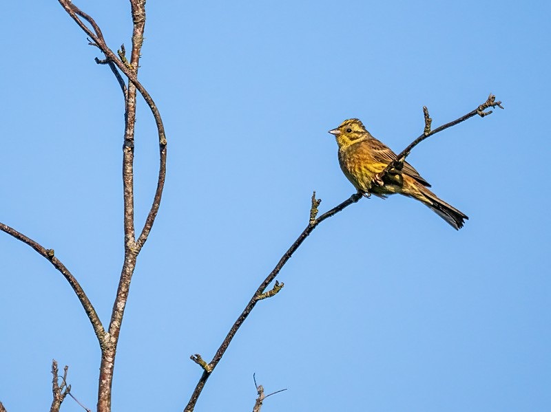 Yellowhammer - Buntings