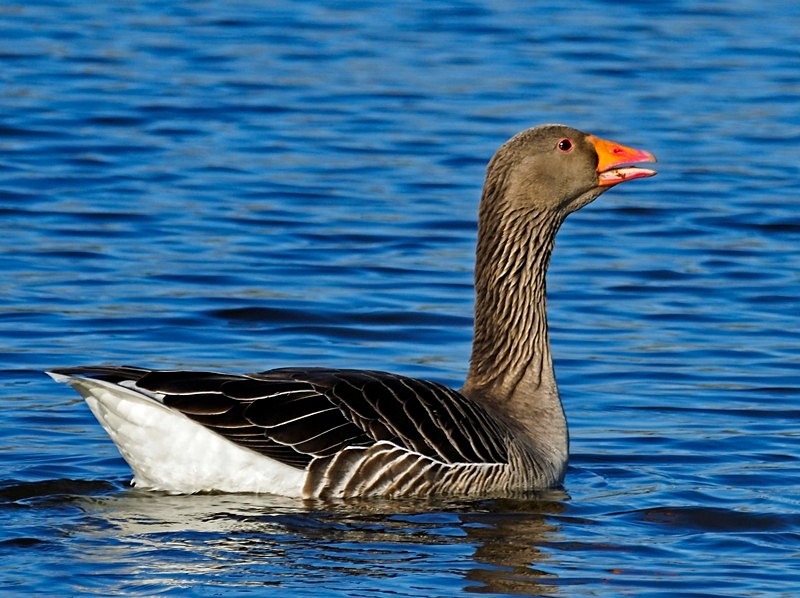 Greylag Goose - Grey geese