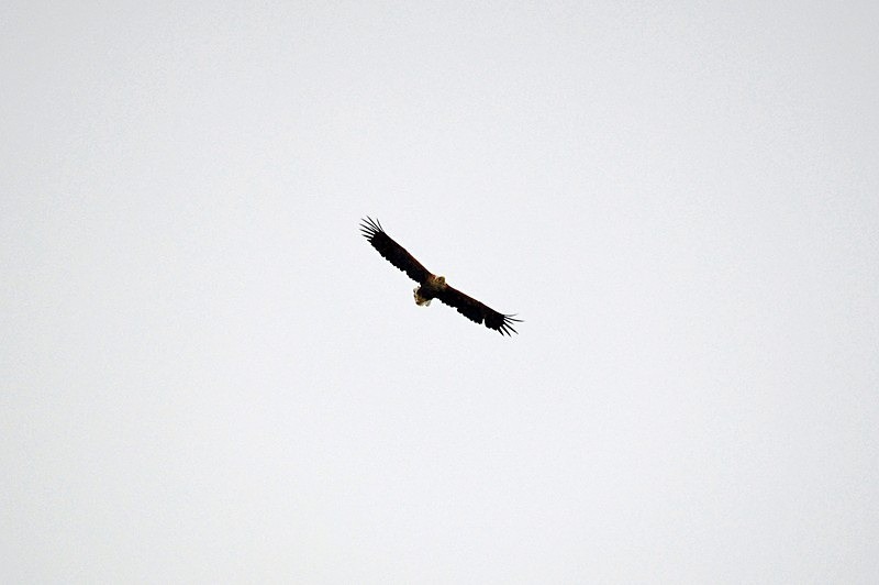White-tailed Eagle - North Norway