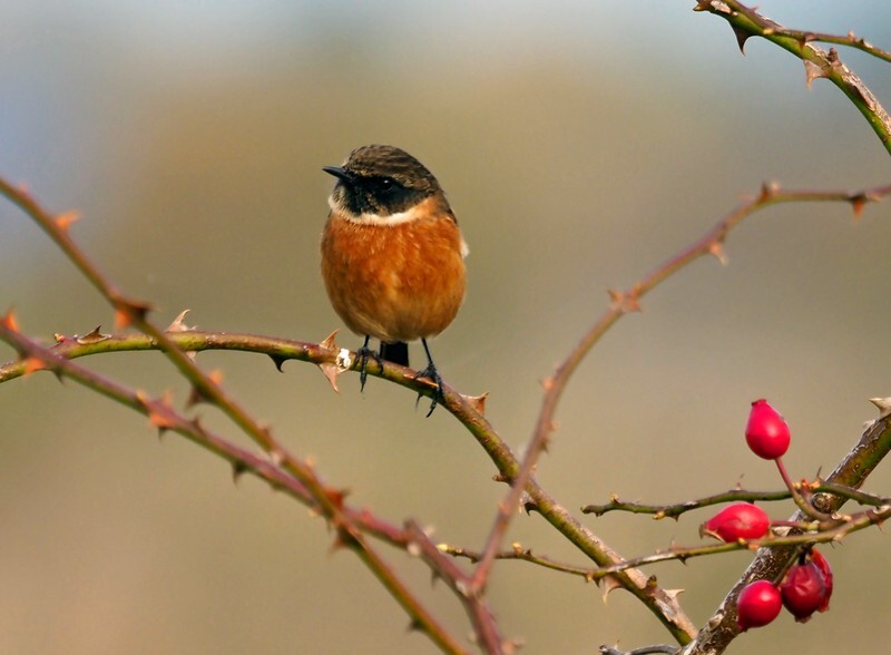 Stonechat - Chats
