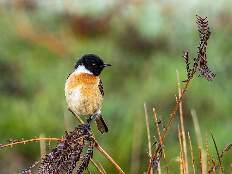 Stonechat - Chats