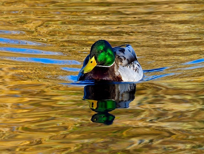 Mallard - Dabbling ducks