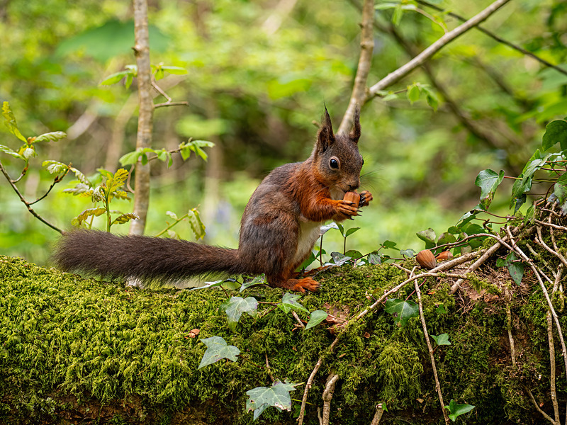 Red Squirrel - Latest photos