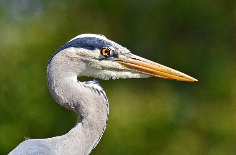 Grey Heron - Herons and egrets