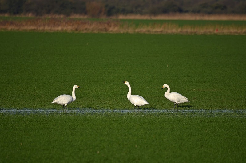 Bewick's Swan - Whooper and Bewick's Swans