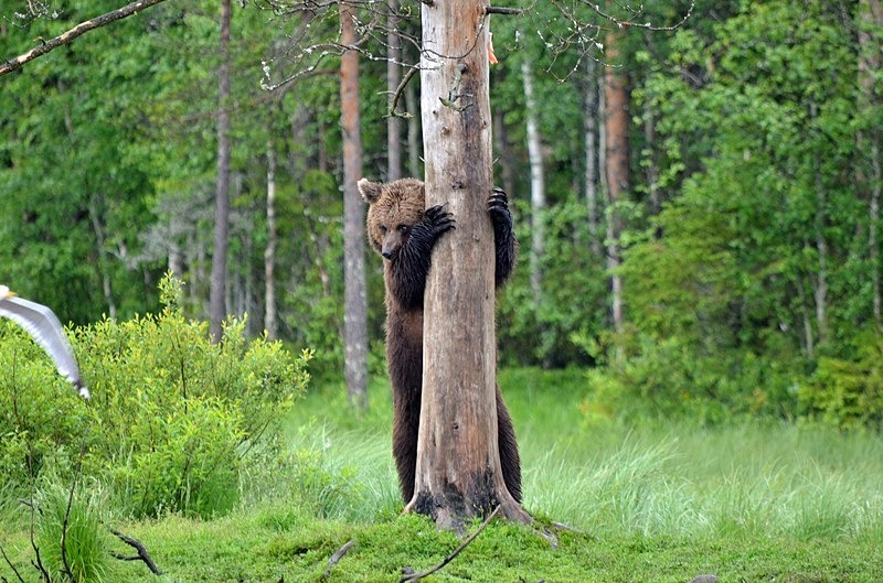 Brown Bear - North Finland - part 2