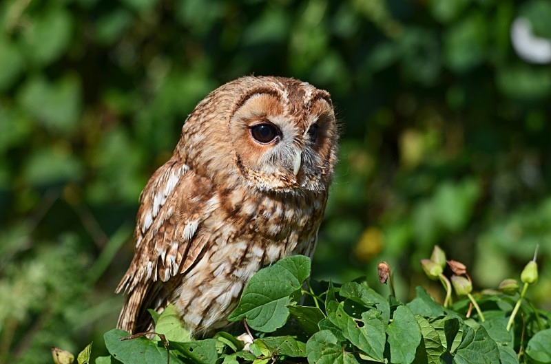 Tawny Owl - Tawny Owl
