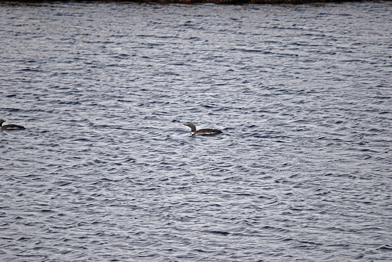 Red-throated Diver - North Finland and north Norway - May and June 2009