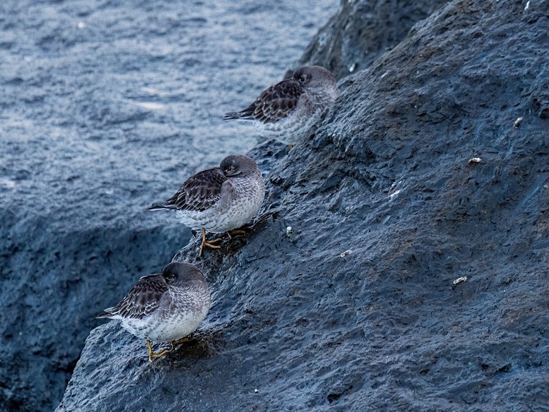 Purple Sandpipers - Sandpipers