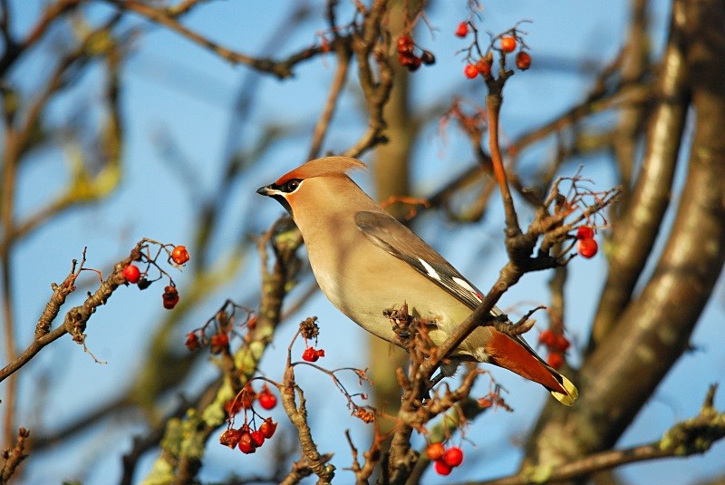 Waxwing - Waxwings