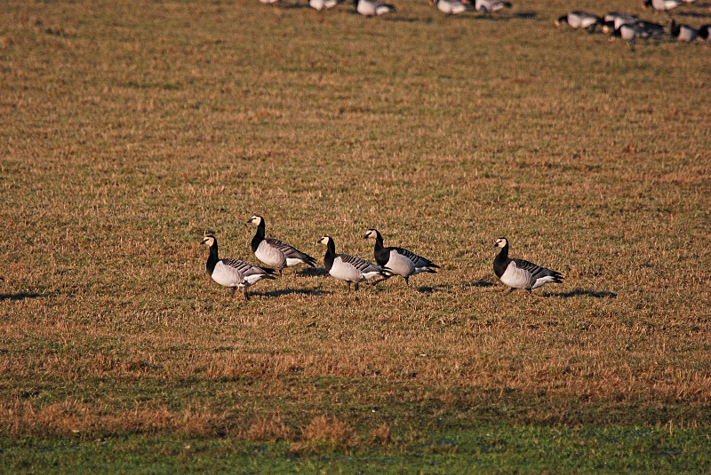 Barnacle Geese - Black geese