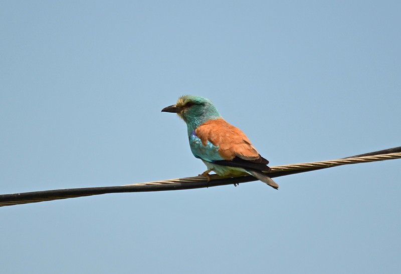 Roller - Hungary