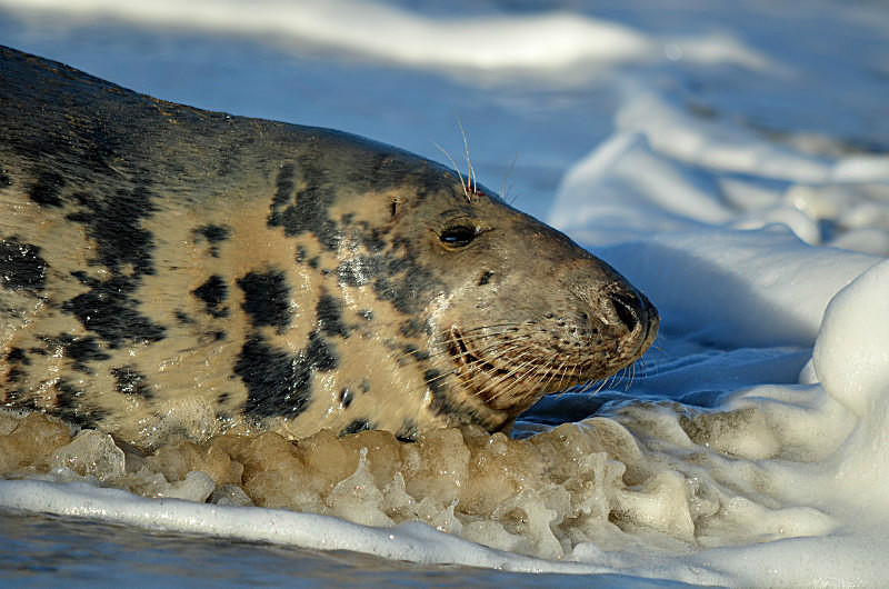 October to December 2015 - Atlantic Grey Seal - Photos of the month