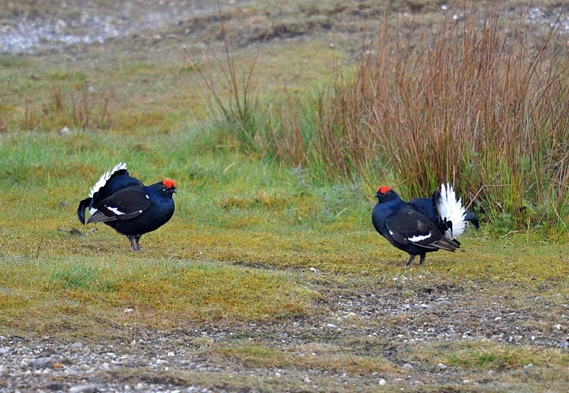 Black Grouse - Game birds
