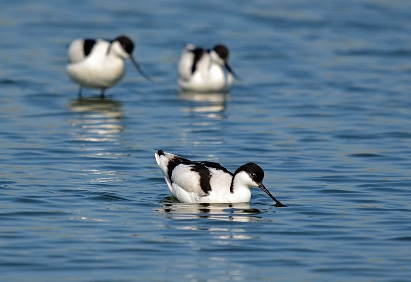 Avocets - Avocets and stilts